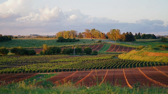 Vista of vineyards in Argentina